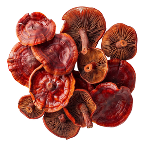 Organic Red Reishi Mushroom