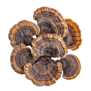 Organic Turkey Tail Mushroom Extract